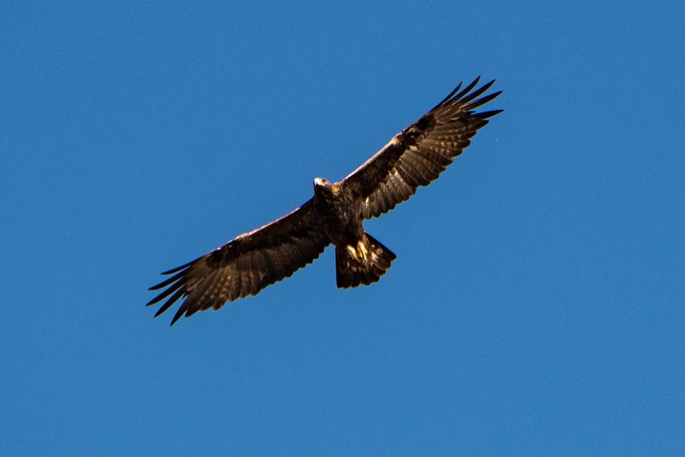 Wildlife such as deer and birds of prey, such as this golden eagle, share rangelands near Rangeland near Sauerbier Ranches…