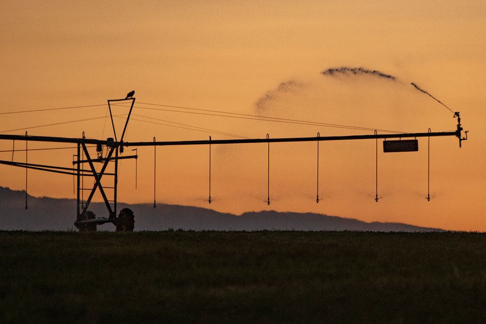 Sunrise pivot irrigation near P&J Ranches where Producer Steve Burke (black baseball cap) and other landowners use water…