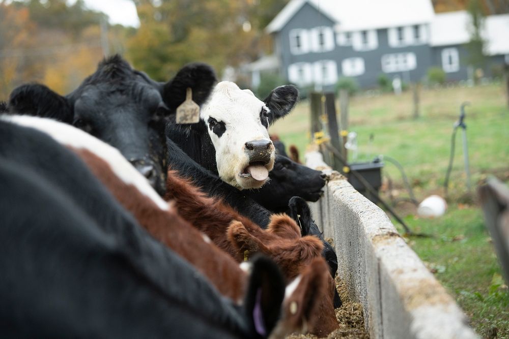 A herd of cattle with one orphan (brown and white) at Deerfield Farm, in Deerfield, Massachusetts, on October 18, 2019. USDA…
