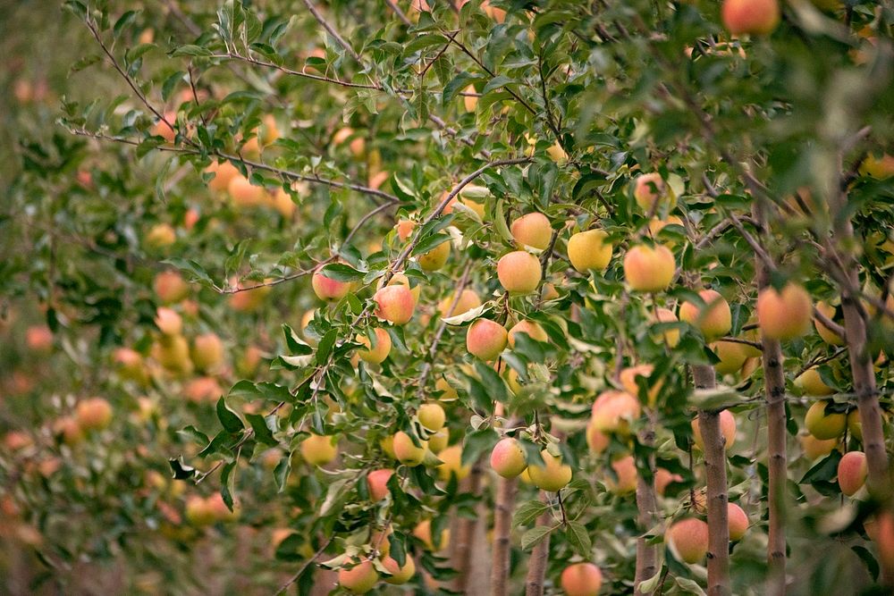 Sunrise at Apex Farm apple orchards in Shelburne, Massachusetts, on October 18, 2019. USDA Photo by Lance Cheung. Original…