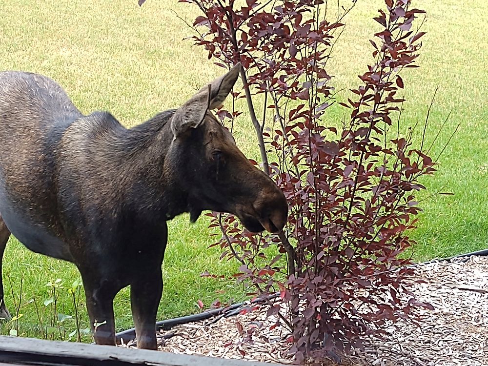 Moose foraging on a tree outside a home window in Montana, on August 30, 2019. Courtesy Photo by Sally Larroca. Original…