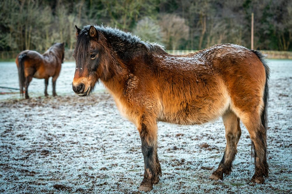 Ponies at a frosty farm. Original public domain image from Flickr