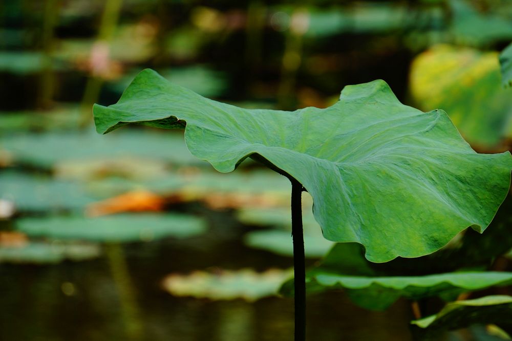 lotus plant leaf.