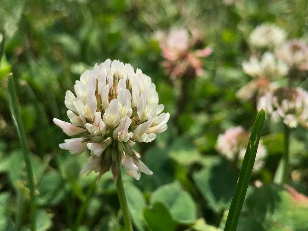 White clover with bees harvesting pollen in Reston, VA, on June 29, 2019. USDA Photo by Lance Cheung. Original public domain…