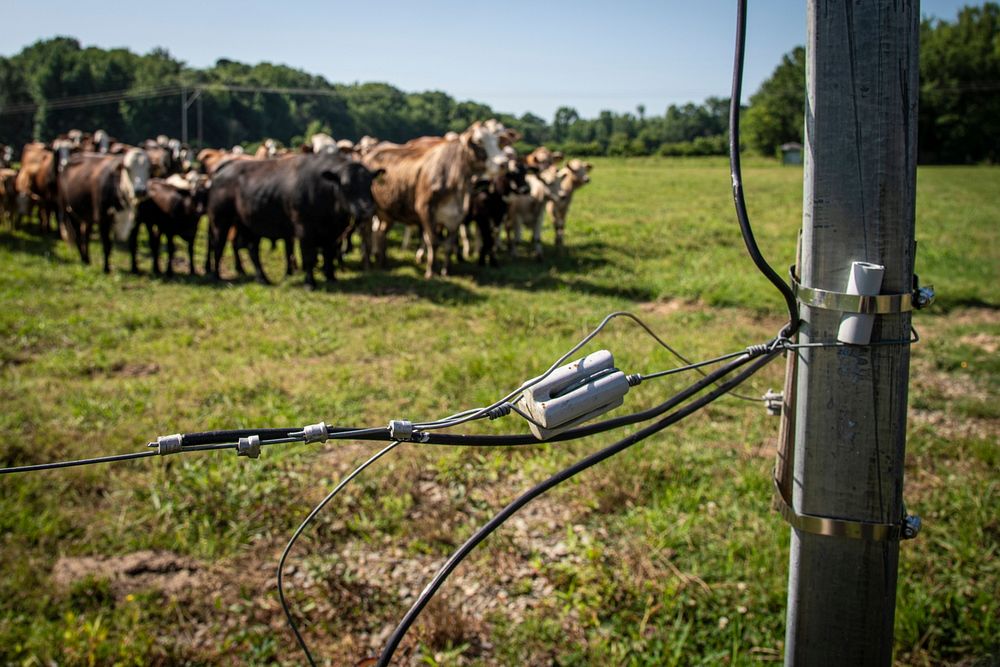 An electrified fence is all that stands between the cattle and the adjcent pasture filled with a mixture of plant species…