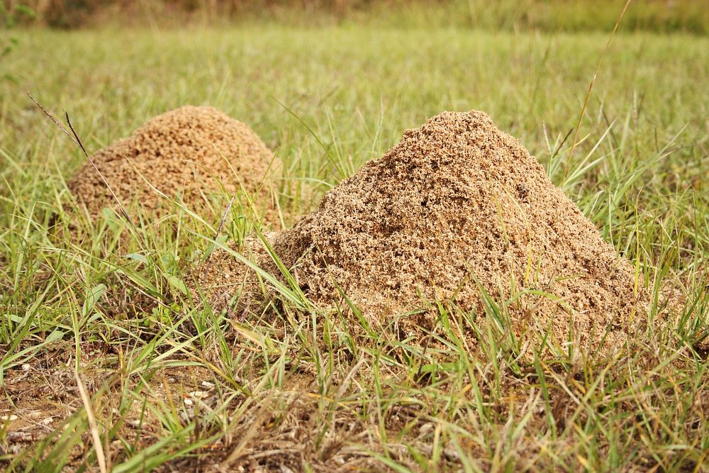 Fire Ant Mounds