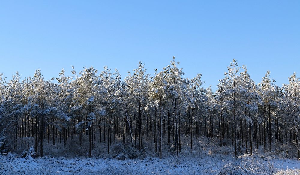 Treeline in snow with blue sky