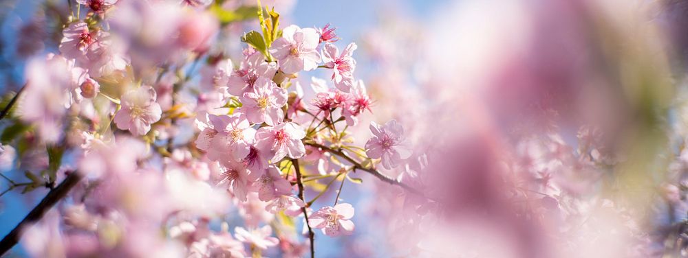 Pink cherry blossom. Free public domain CC0 photo.