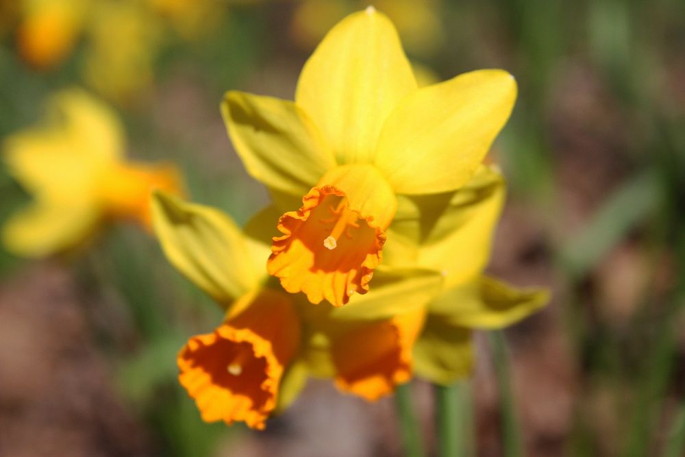 Orange-yellow daffodil