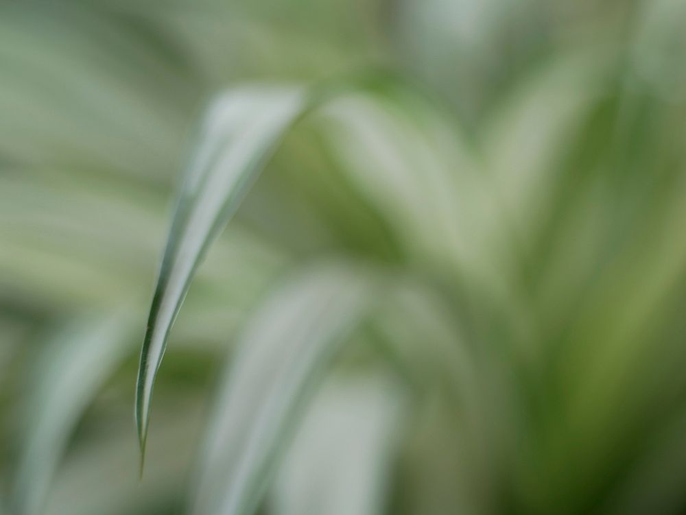 Blurred spider plant. Free public domain CC0 image.