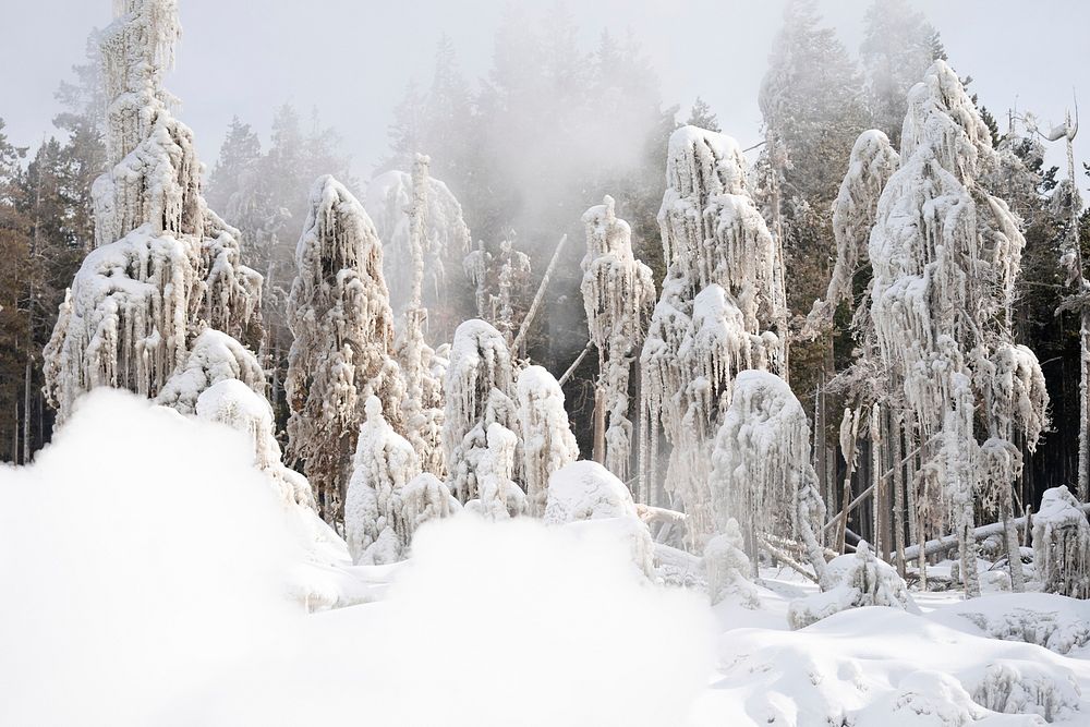 Trees downwind of Steamboat Geyser covered in ice by Jacob W. Frank. Original public domain image from Flickr
