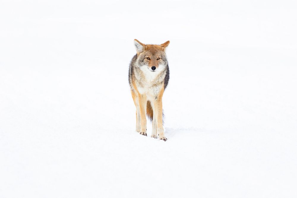 A coyote stands on a snow-covered road near West Yellowstone. Original public domain image from Flickr