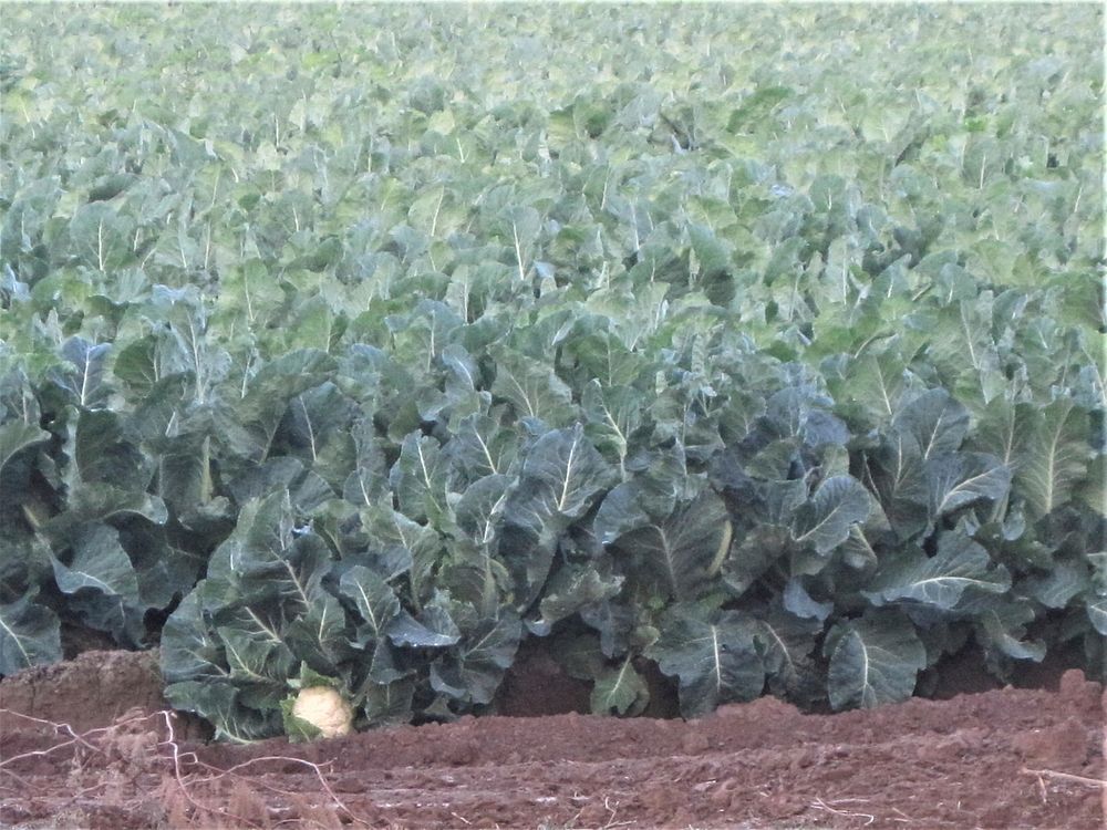 Cauliflower ready to harvest in Yuma County, AZ. USDA Photo by Bobby Baker. Original public domain image from Flickr