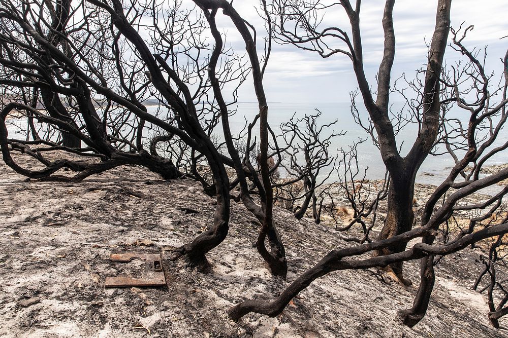 Burned trees next to the Ocean in Cape Conran Coastal Park, Victoria, Australia. Original public domain image from Flickr