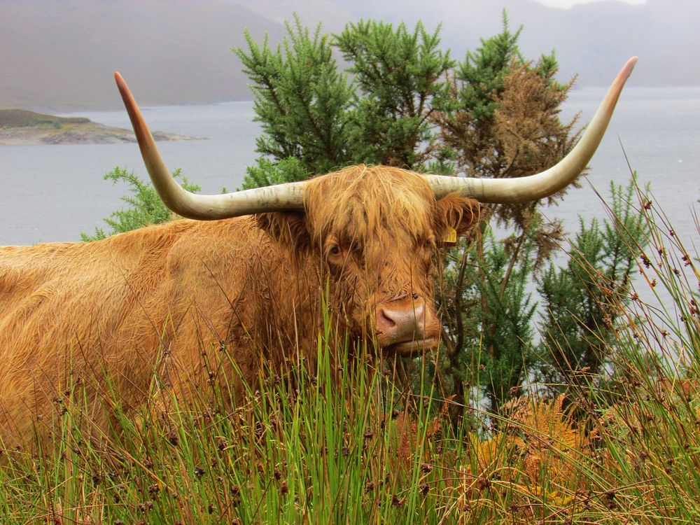 Highland Cow. Original public domain | Free Photo - rawpixel
