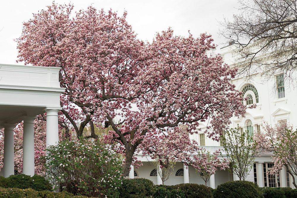 Rose Garden of the White HouseTrees are seen in bloom Tuesday, March 17, 2020, in the Rose Garden of the White House.…