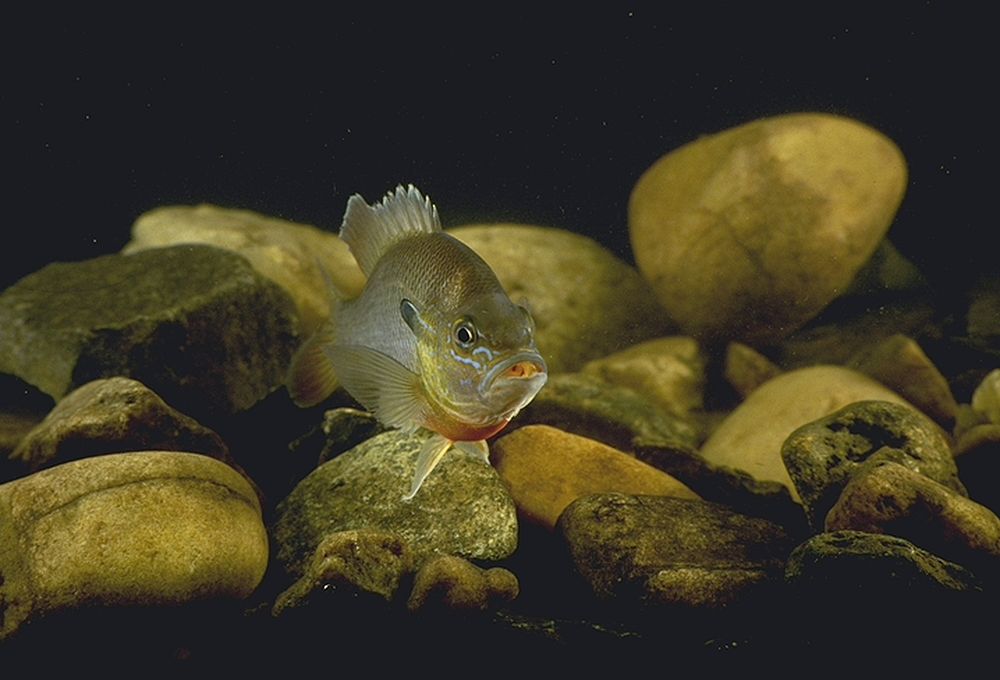 Sunfish fish swimimiing in tank in Quantico, Va. USDA photo by Ken Hammond. Original public domain image from Flickr