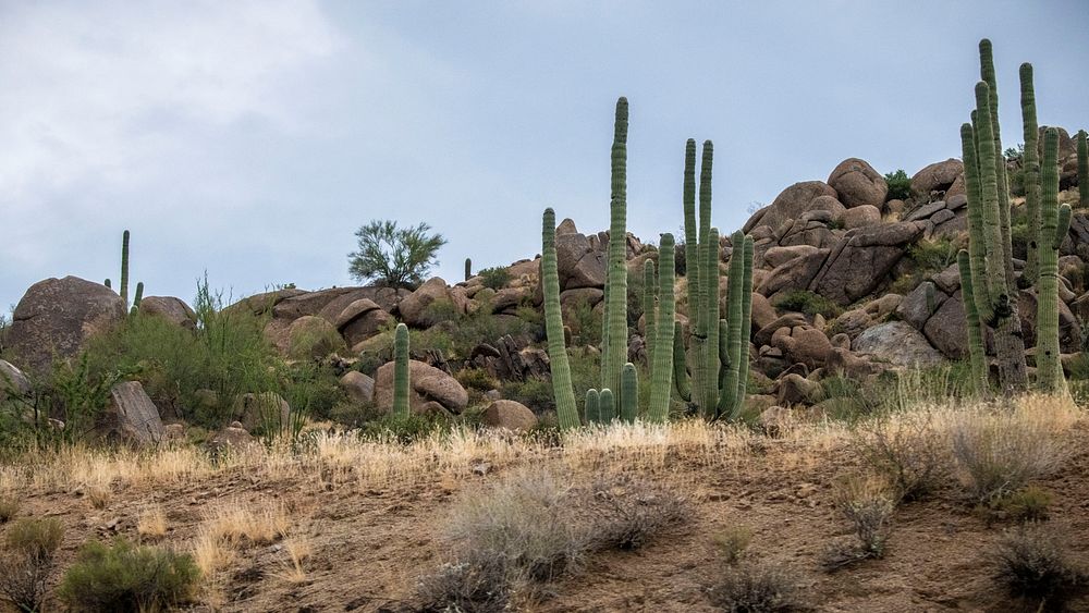Scenic views of Saguaro cactus and rock formations in and around the Tonto National Forest, AZ, on Sept. 25…