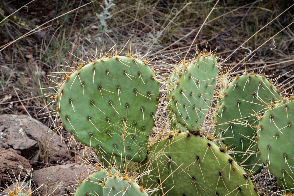 Cactus along the U.S. Department of Agriculture (USDA) Forest Service (FS) Bob Bear (formerly Fossil Springs) Trail or Trail…