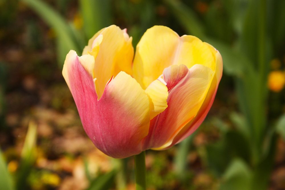 Close up of red-yellow tulip in bloom