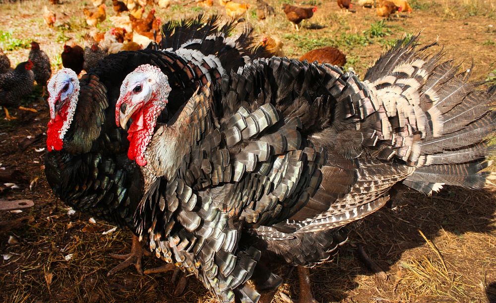 Turkeys on Small Farm