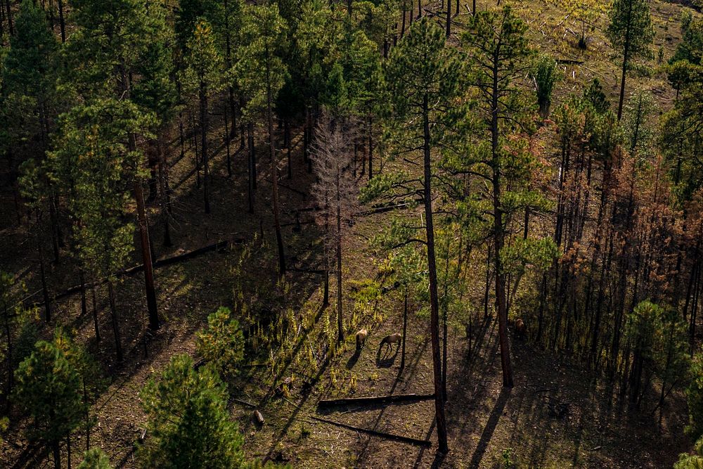 Aerial view of horses grazing on the grass where a fire scar helped promote its regrowth after a fire burned the understory…