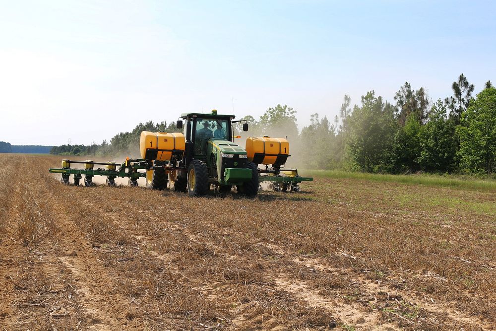 Planting Cotton into a Cover Crop