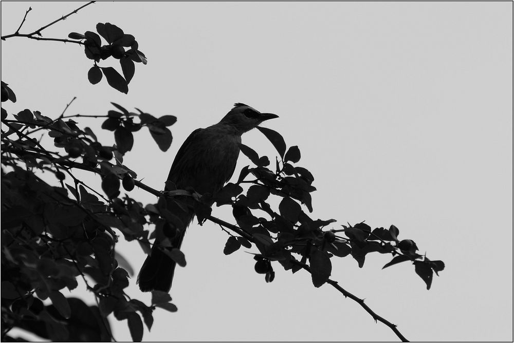 bird silhouette.