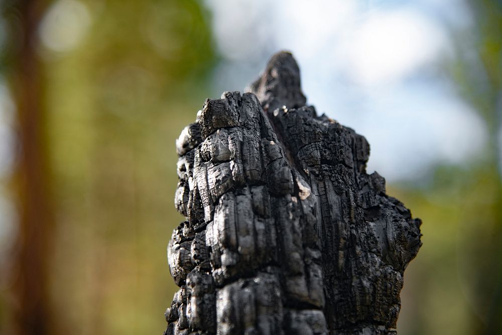 Charred trees still remain where horses now graze on grass where the fire scar helped promote its regrowth after fires…