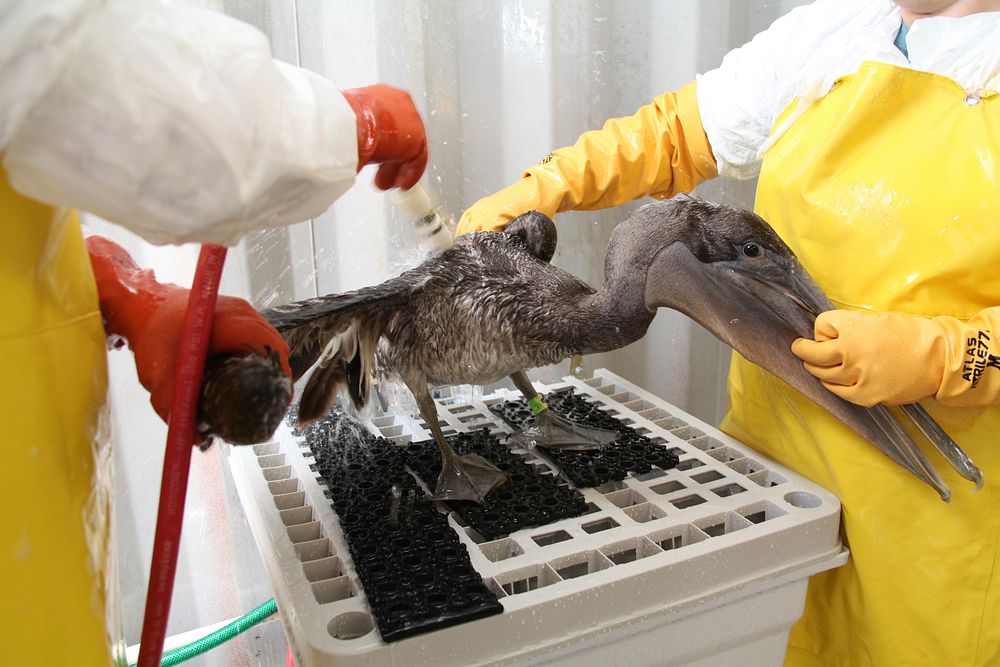 Oiled bird rehabilitation. Original public domain image from Flickr