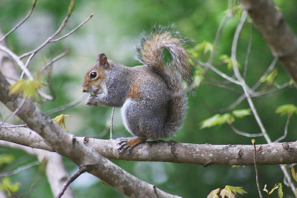 Cute squirrel eating nut image. Free public domain CC0 image.