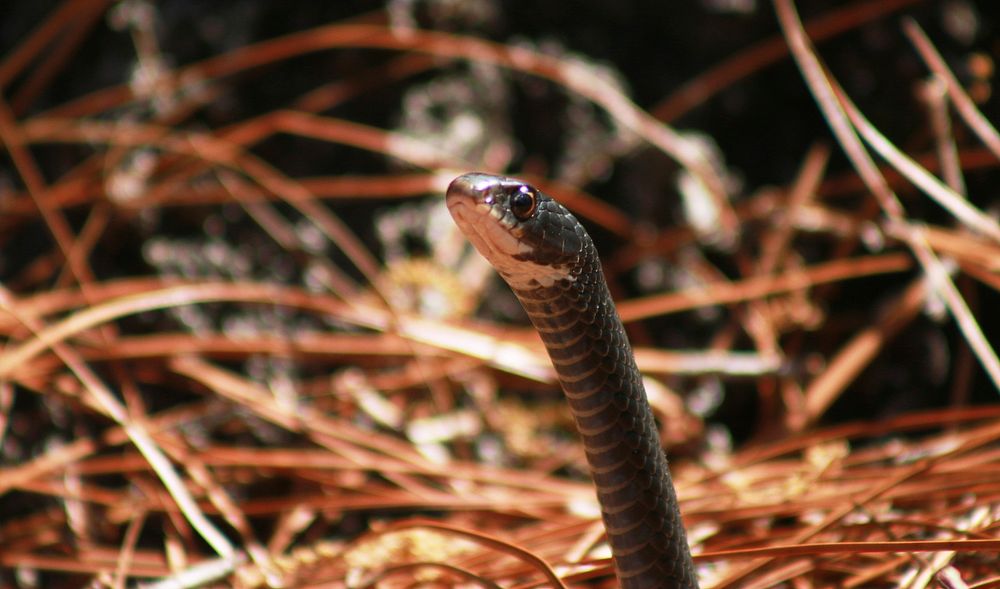 Southern Black Racer | Free Photo - Rawpixel