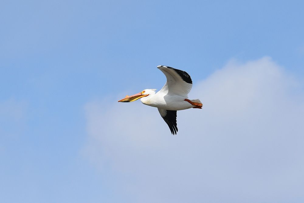 American white pelican in flightPhoto by Courtney Celley/USFWS. Original public domain image from Flickr