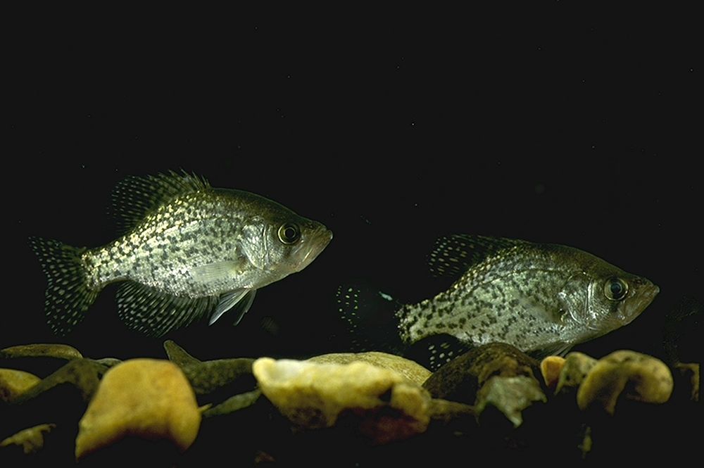 Black Crappie or Calico Bass fish swimimiing in tank. USDA photo by Ken Hammond. Original public domain image from Flickr