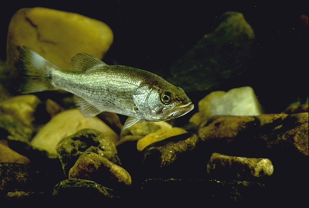 Largemouth Bass. USDA photo by Ken Hammond.. Original public domain image from Flickr