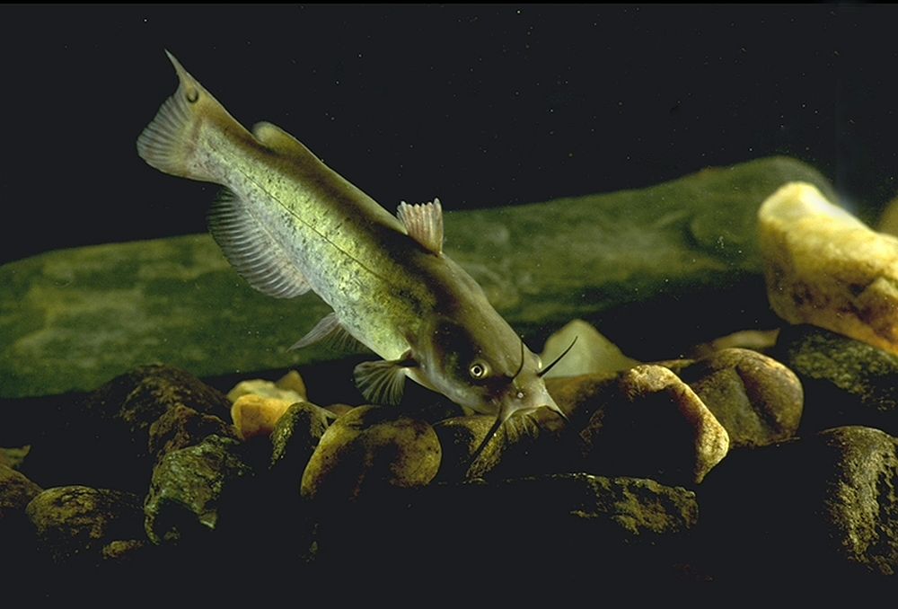 fish swimimiing in tank. Original public domain image from Flickr