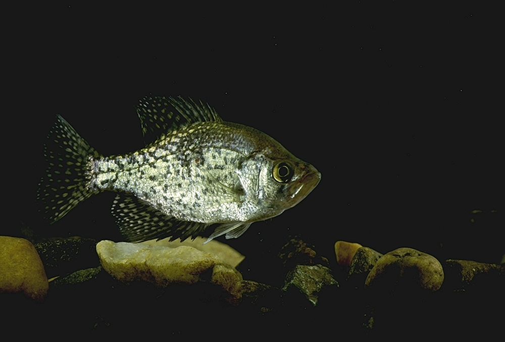 Black Crappie or Calico Bass fish swimimiing in tank. USDA photo by Ken Hammond. Original public domain image from Flickr