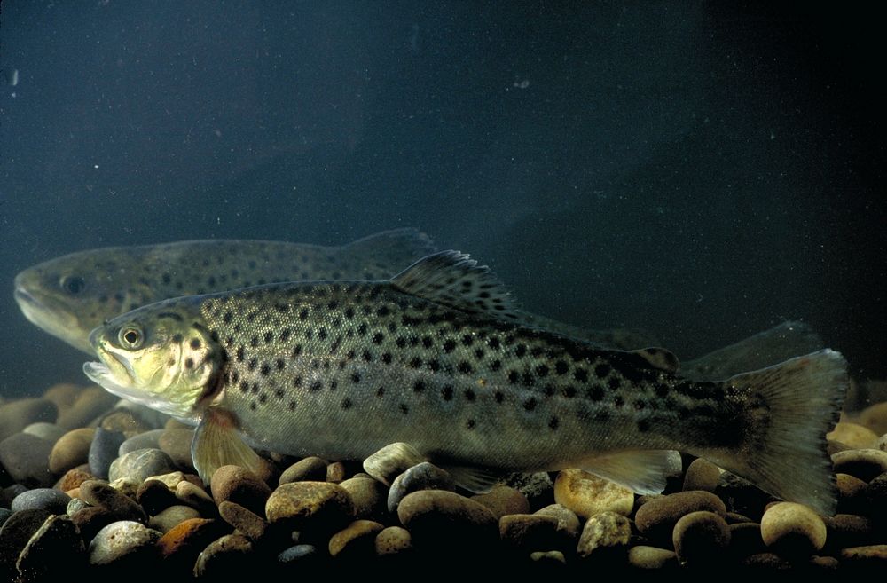 Brown trout swinning at Quantico, VA. USDA photo by Ken Hammond. Original public domain image from Flickr