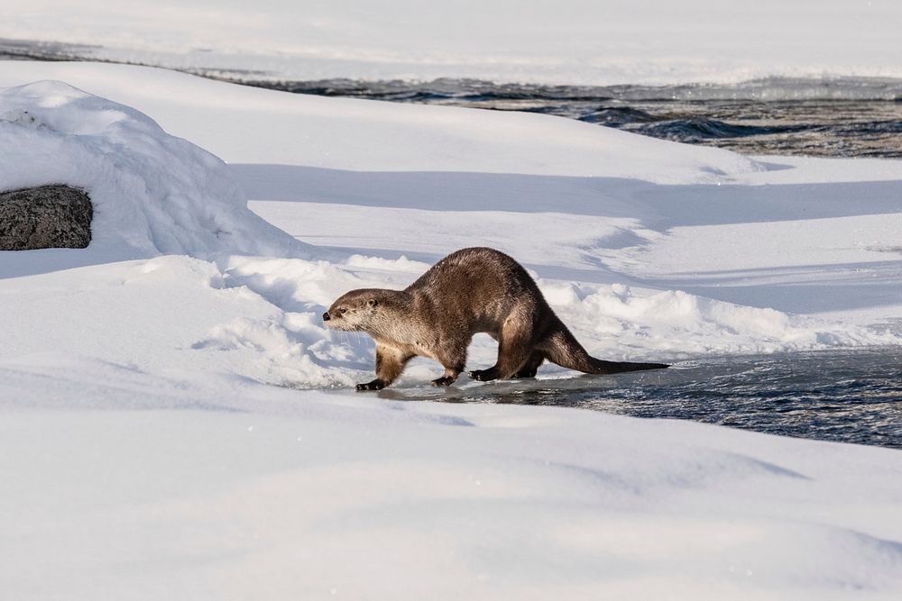 River otter walks along the bank of Lamar River by Josh Spice. Original public domain image from Flickr