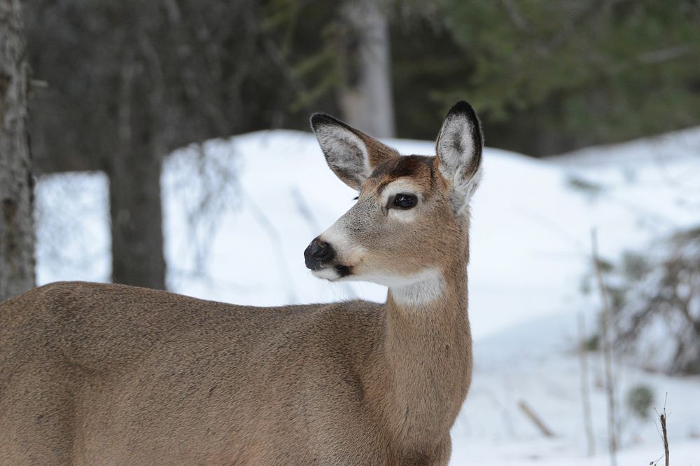Whitetailed deer. Original public domain image from Flickr