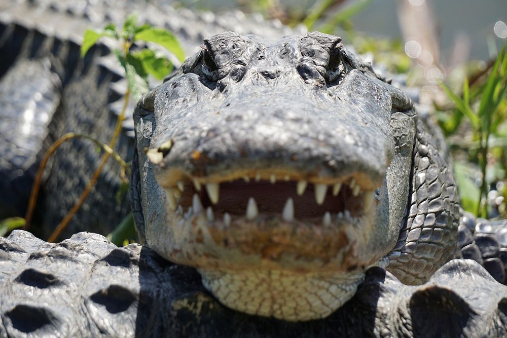 Alligator. Original public domain image from Flickr