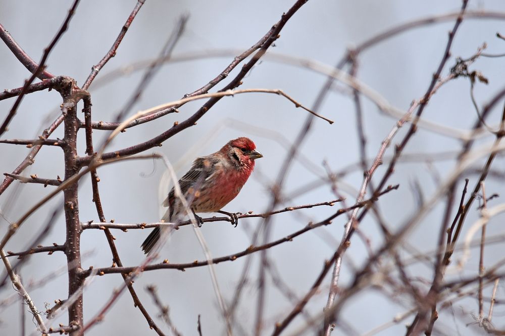 House finch perched in a treePhoto by Courtney Celley/USFWS. Original public domain image from Flickr