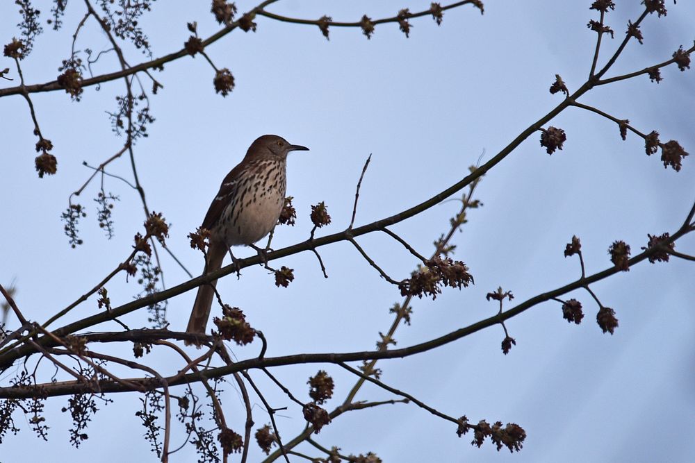 Brown thrasher in a treePhoto by Courtney Celley/USFWS. Original public domain image from Flickr