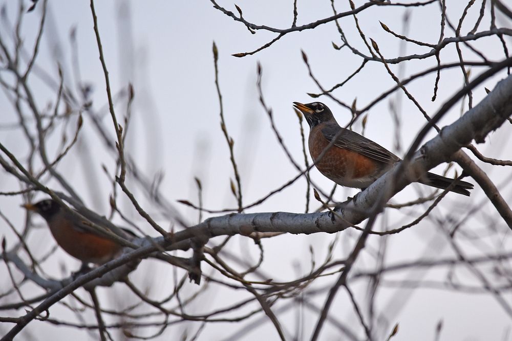 American robins in a treePhoto by Courtney Celley/USFWS. Original public domain image from Flickr
