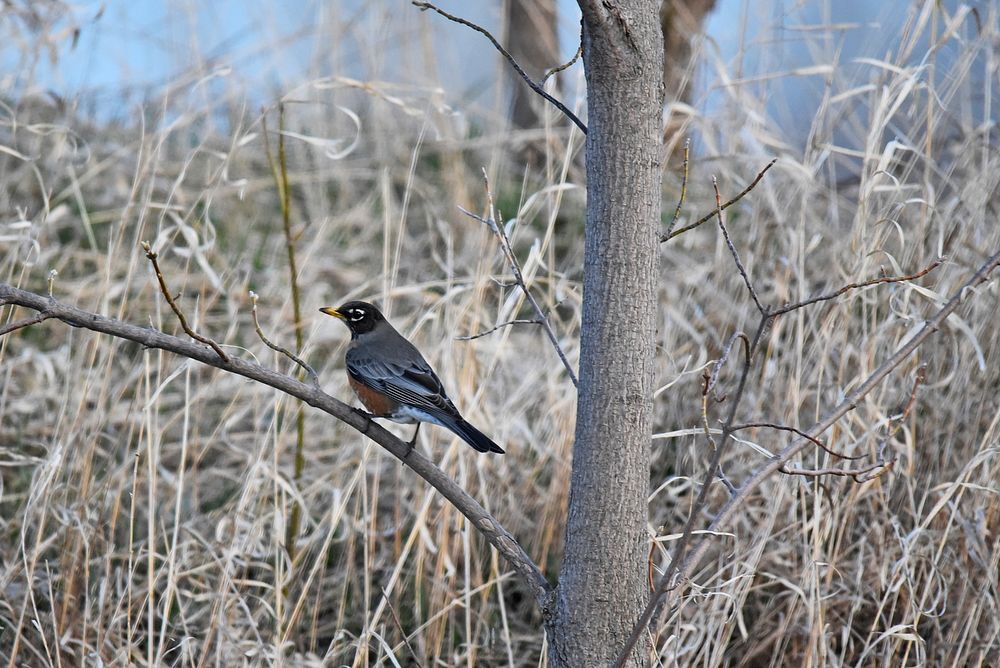 American robin in a treePhoto by Courtney Celley/USFWS. Original public domain image from Flickr