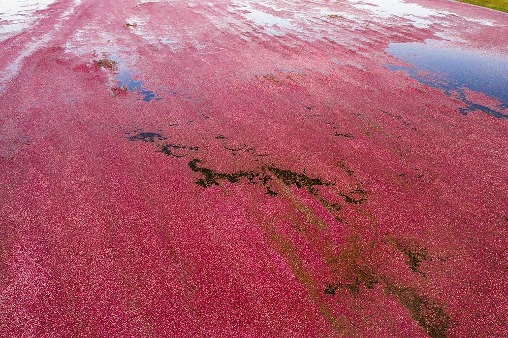 A flooded cranberry bog ready for wet-harvesting in South Carver, Massachusetts, on October 19, 2019. For more information…
