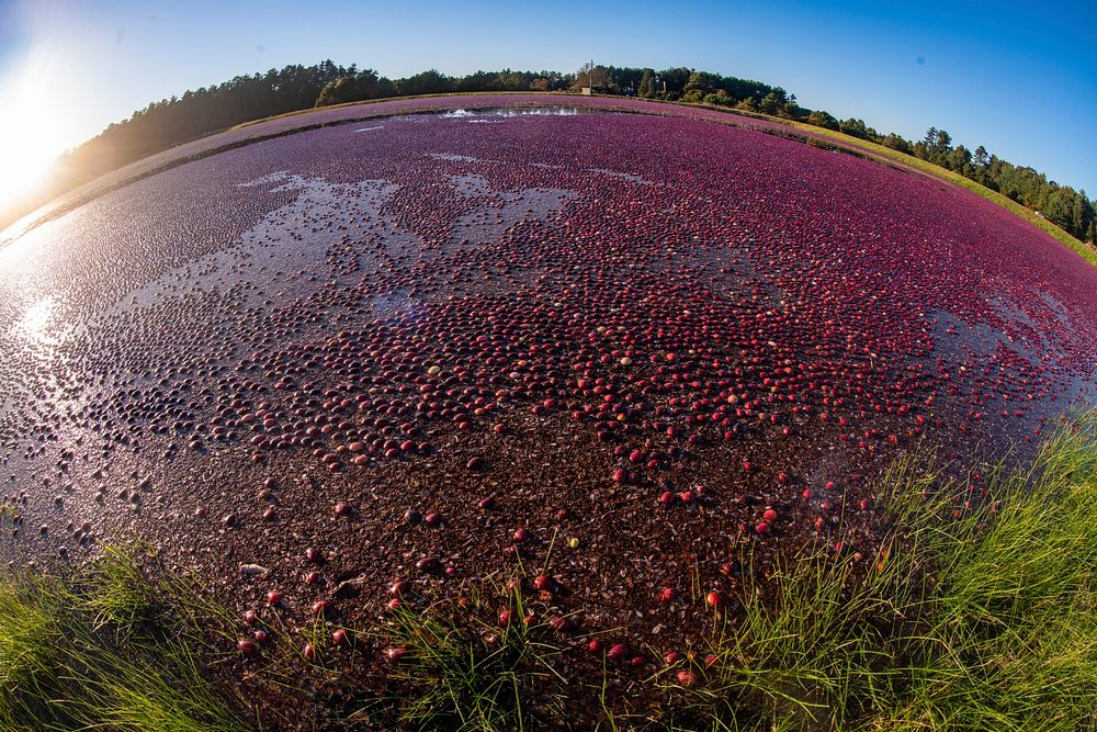 A flooded cranberry bog ready for wet-harvesting in South Carver, Massachusetts, on October 19, 2019. For more information…