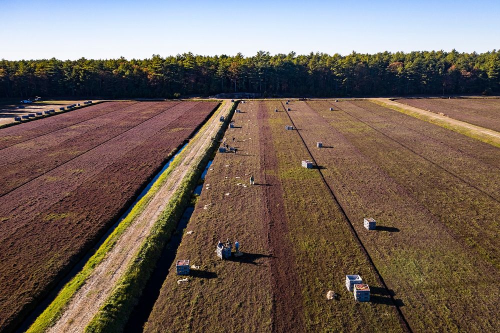 Aerial view of commercial cranberry dry-harvest operation in Carver, Massachusetts, on October 19, 2019. See the album…