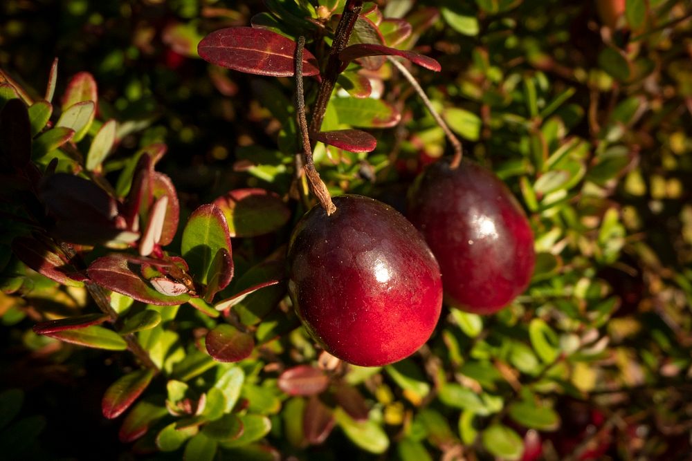 Commercial cranberry dry-harvest operation in Carver, Massachusetts, on October 19, 2019. See album description for more…