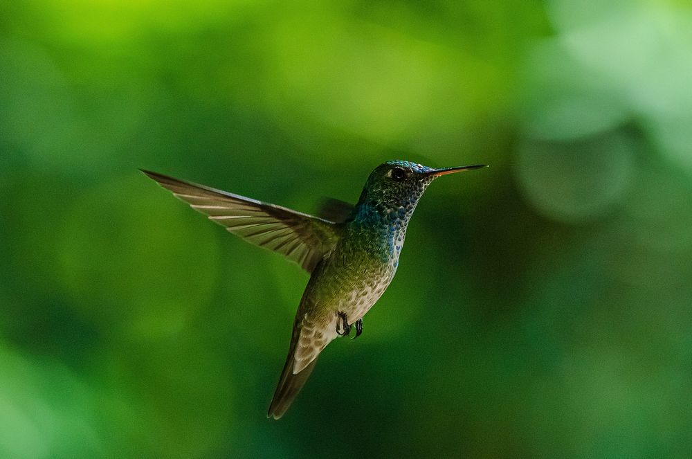 Tiny little hummingbird photo. Free public domain CC0 image.